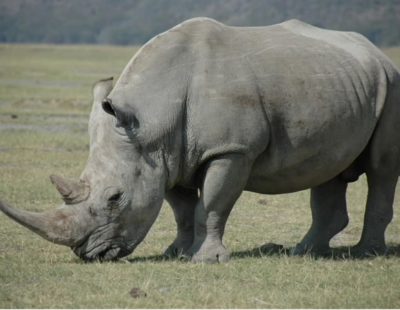 Game drive and Rhino walk