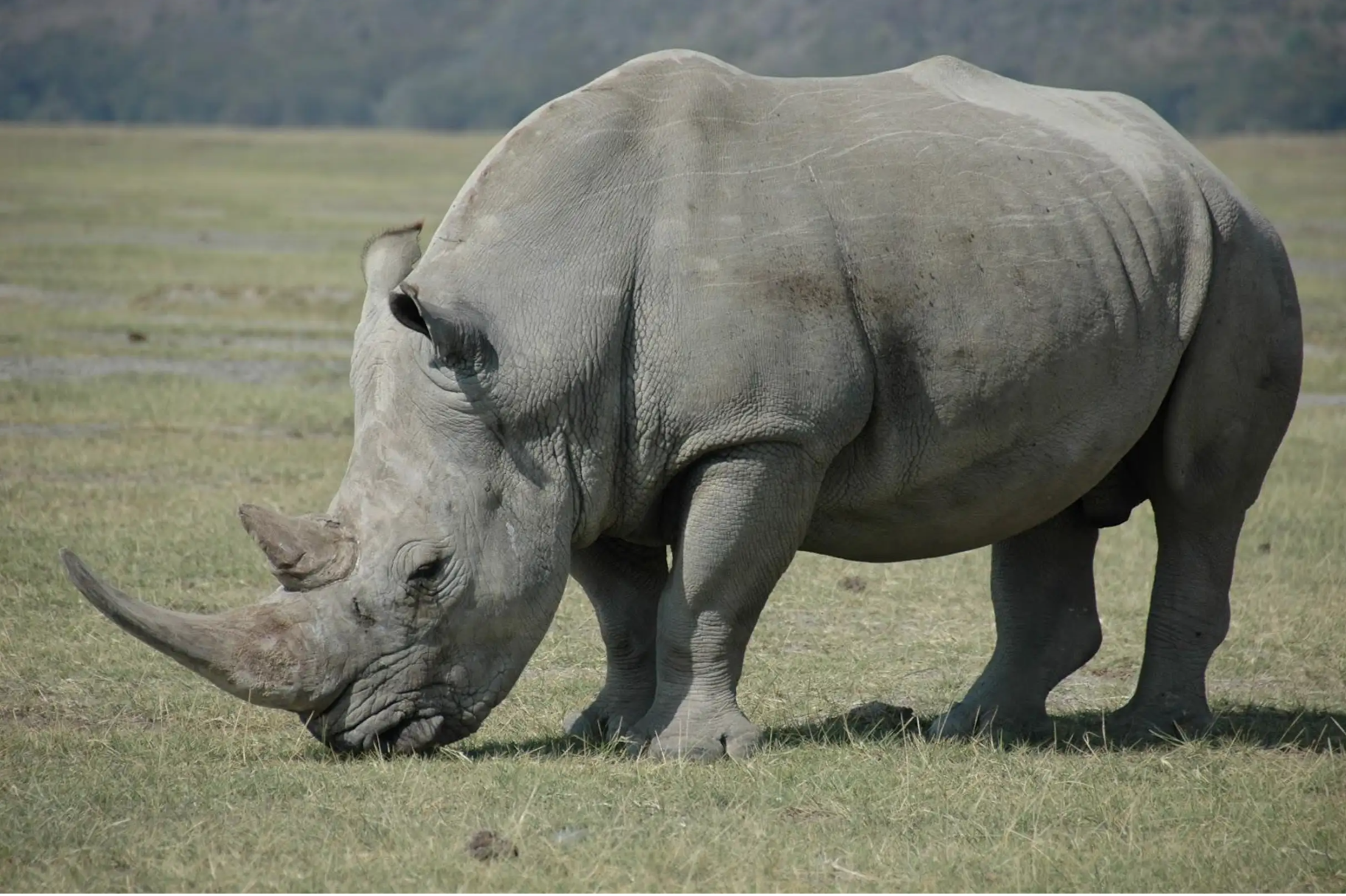Game drive and Rhino walk