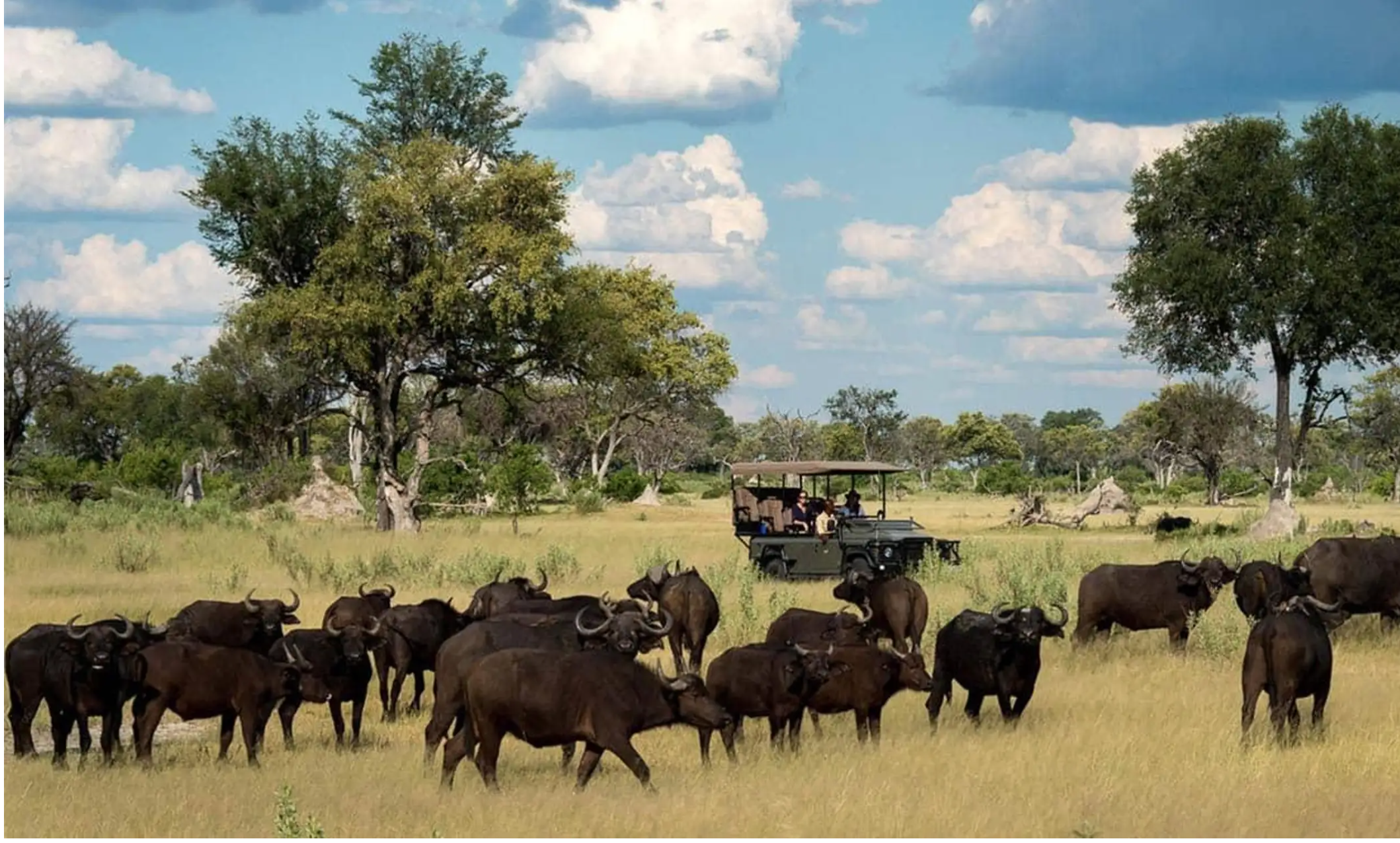 AM or Pm Game Drive